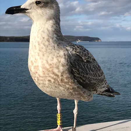 Green Sopot アパート ソポト