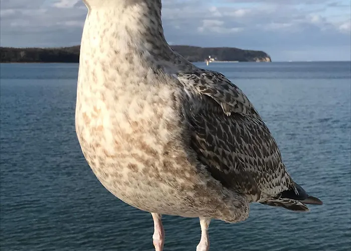 Green Sopot アパート ソポト